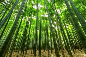 bamboo jigsaw puzzle