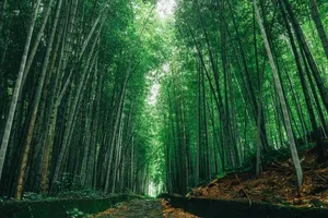 nature jigsaw puzzle