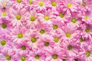 pink daisies jigsaw puzzle