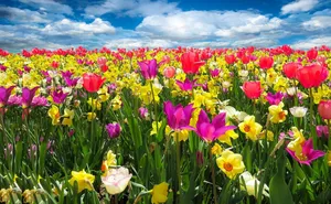 tulips jigsaw puzzle