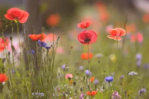 poppies jigsaw puzzle