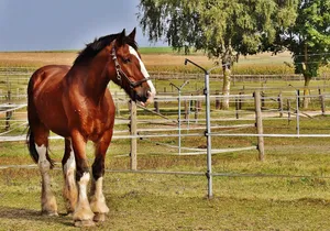 shire horse jigsaw puzzle