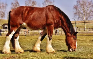 shire horse jigsaw puzzle