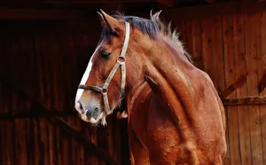 shire horse jigsaw puzzle
