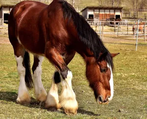 shire horse jigsaw puzzle