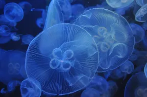jellyfish jigsaw puzzle