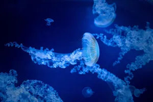 jellyfish jigsaw puzzle