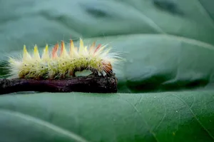caterpillar jigsaw puzzle