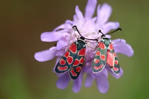 nature jigsaw puzzle