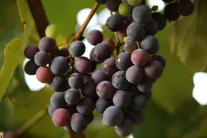 grapes jigsaw puzzle