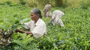 sri lanka jigsaw puzzle