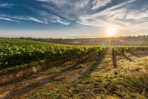 vineyard jigsaw puzzle