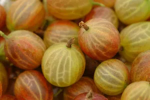 gooseberry jigsaw puzzle