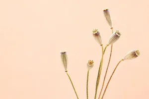 klatschmohn jigsaw puzzle