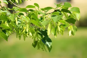 lime tree jigsaw puzzle