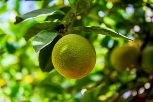 lime jigsaw puzzle