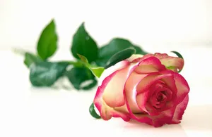 rose jigsaw puzzle