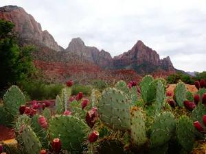 green cactus by rocky mountain during daytime jigsaw puzzle
