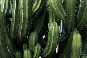 green cactus plants jigsaw puzzle