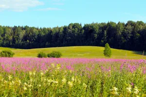 purple flowers during daytime jigsaw puzzle