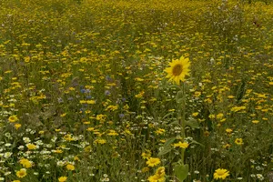 yellow flower field during daytime jigsaw puzzle