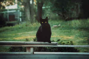 a black cat sitting on top of a wooden bench jigsaw puzzle