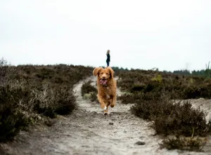 running brown dog on grey pathway at daytime jigsaw puzzle