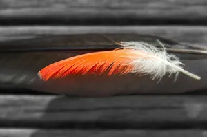 closeup photography of two black and white and orange feathers jigsaw puzzle