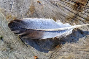 white and gray fish on gray wooden surface jigsaw puzzle
