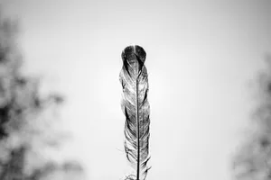 grayscale photo of feather jigsaw puzzle