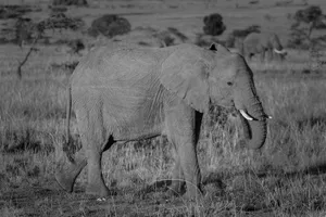 an elephant walking in a field jigsaw puzzle