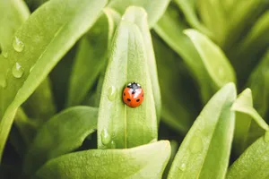 a ladybug on a leaf jigsaw puzzle