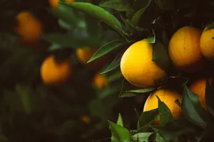 selective focus photography of calamondin plant jigsaw puzzle