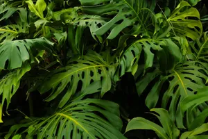 Vibrant Monstera leaves in Colombian jungle, showcasing lush tropics and nature's elegance. jigsaw puzzle