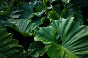 A vibrant close-up of lush green Philodendron leaves showcasing exotic tropical flora. jigsaw puzzle