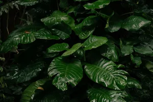 Lush green tropical leaves with dewy surface, perfect for nature and botanical themes. jigsaw puzzle