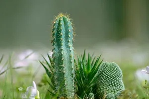 Detailed photo of a cactus with thorns in a tranquil Houston meadow, showcasing nature's beauty. jigsaw puzzle