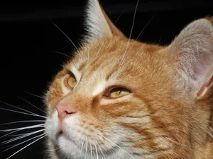 Intimate close-up of a ginger cat against a dark background, showcasing its expressive eyes and whiskers. jigsaw puzzle