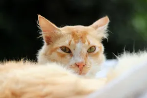Ginger and white cat in a serene pose, showcasing its tranquil expression in a natural setting. jigsaw puzzle