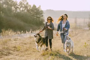 Two women joyfully walking their dogs in a sunny field, capturing a moment of happiness and companionship. jigsaw puzzle