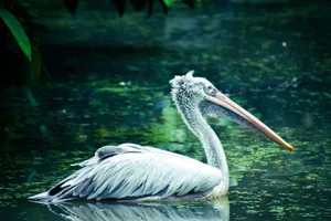 Serene image of a pelican gliding through calm water in a lush natural setting. jigsaw puzzle