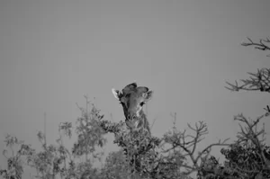 A lone giraffe peeks through the trees in the African savanna, captured in black and white. jigsaw puzzle