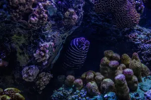 Underwater view of a vibrant coral reef with marine life, showcasing the richness of ocean biodiversity. jigsaw puzzle