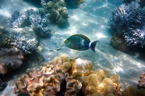 Beautiful surgeonfish swimming amidst colorful coral reefs in the Great Barrier Reef, Australia. jigsaw puzzle