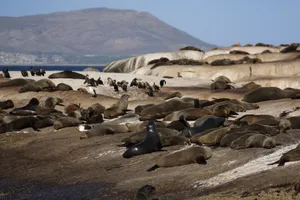 A colony of seals and birds on Boulders Beach, surrounded by rocks and distant mountains. jigsaw puzzle